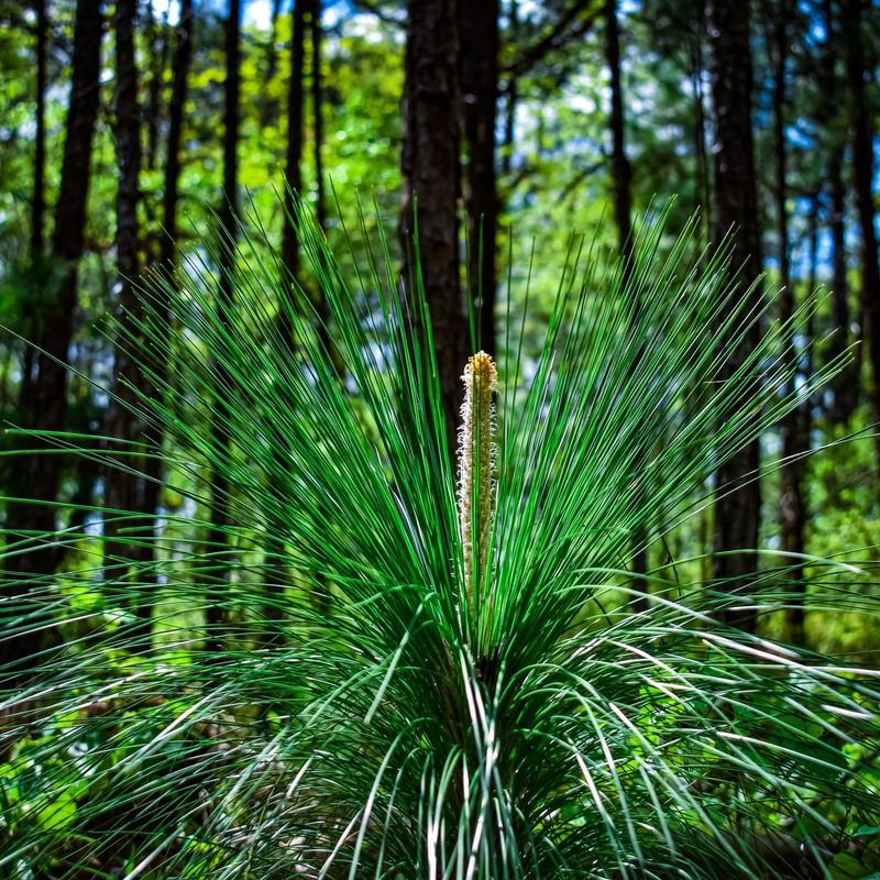 Longleaf Pine