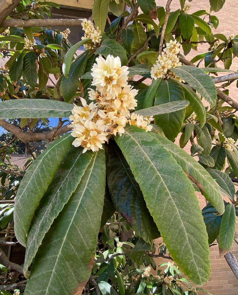 Loquat