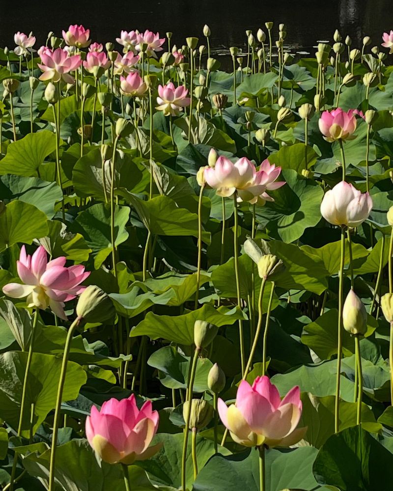 Lotus