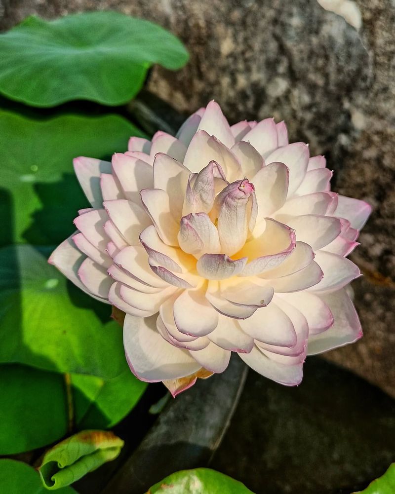 Lotus