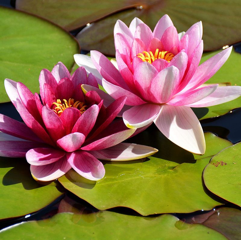 Lotus