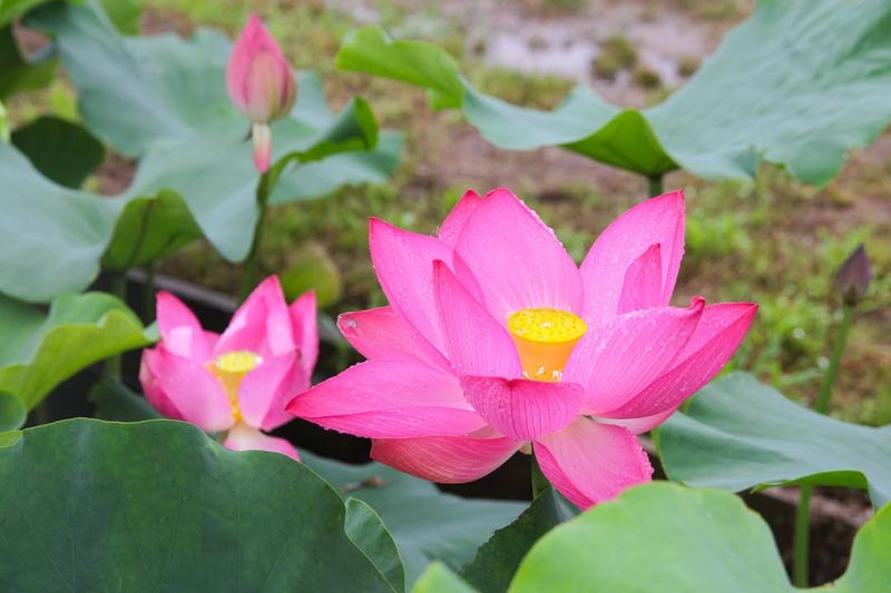 Lotus