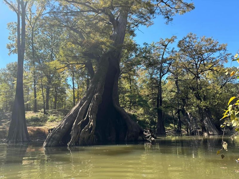 Louisiana: Bald Cypress