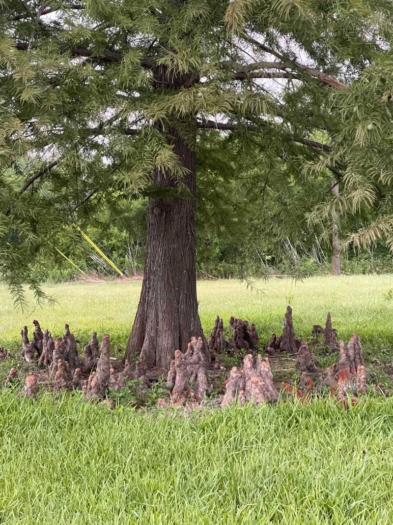 Louisiana - Bald Cypress