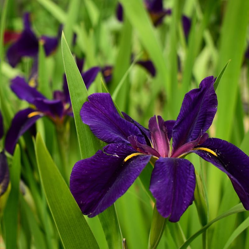 Louisiana Iris