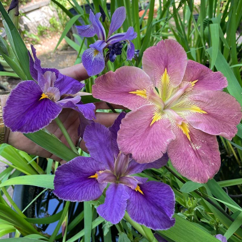 Louisiana - Louisiana Iris