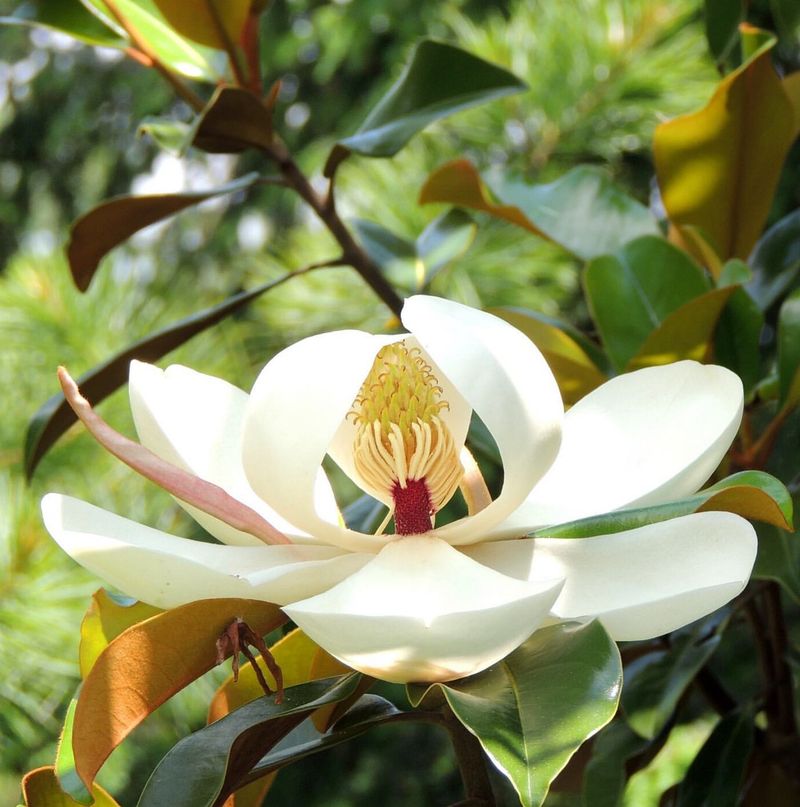 Louisiana: Magnolia