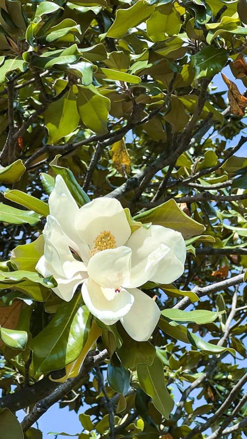 Louisiana: Magnolia