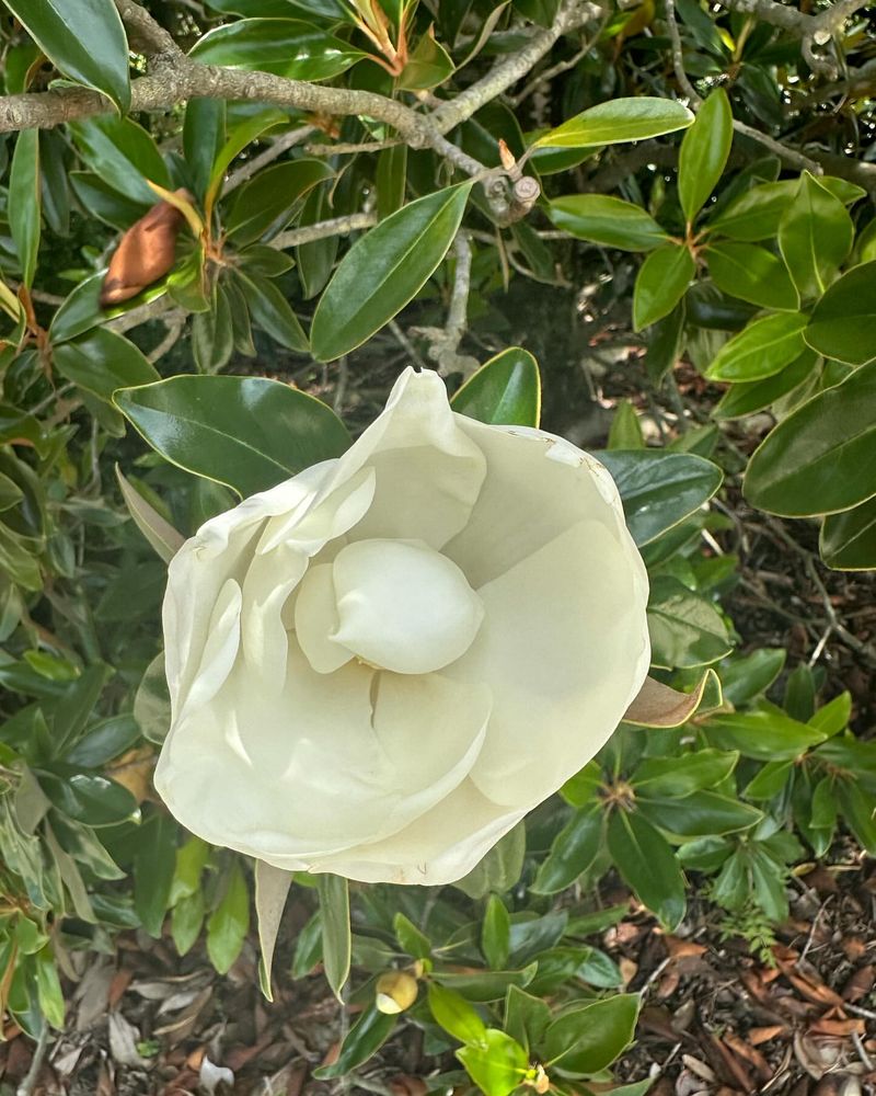 Louisiana - Magnolia