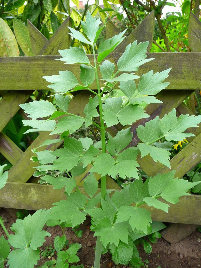 Lovage