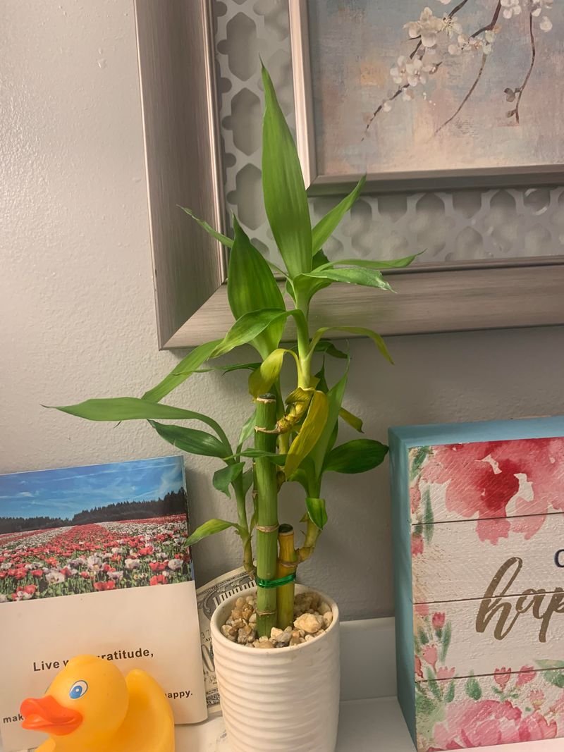 Lucky Bamboo