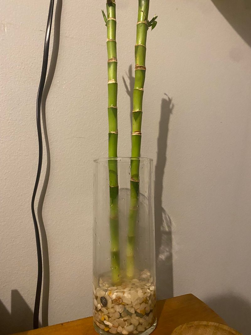 Lucky Bamboo