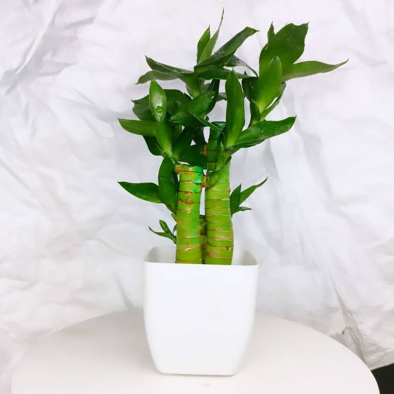 Lucky Bamboo