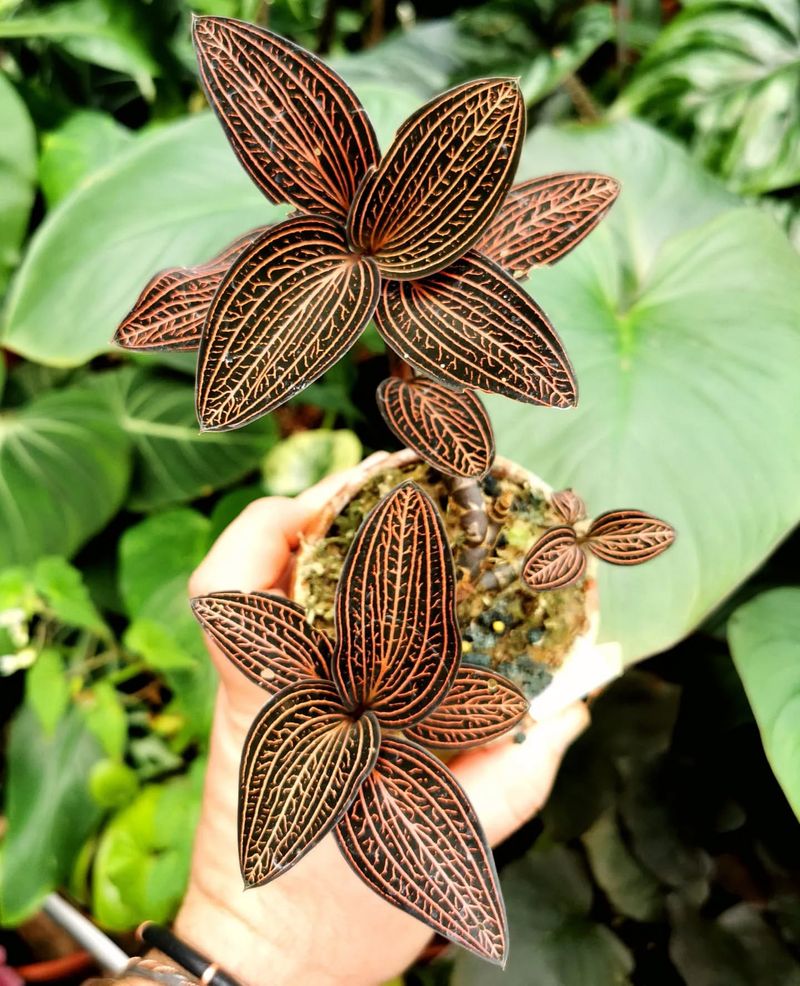 Ludisia (Jewel Orchid)