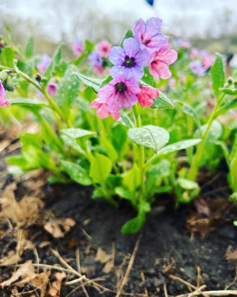 Lungwort