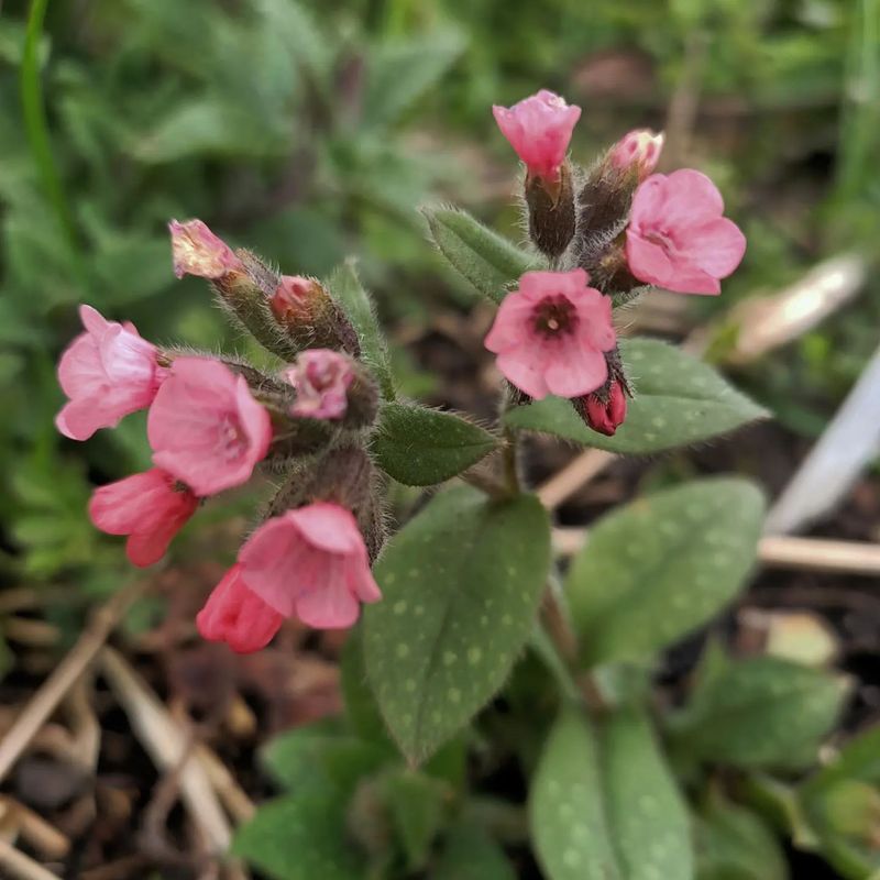 Lungwort