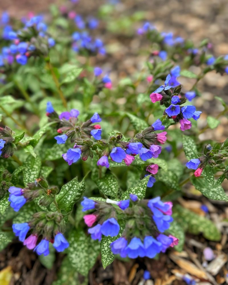 Lungwort (Pulmonaria)