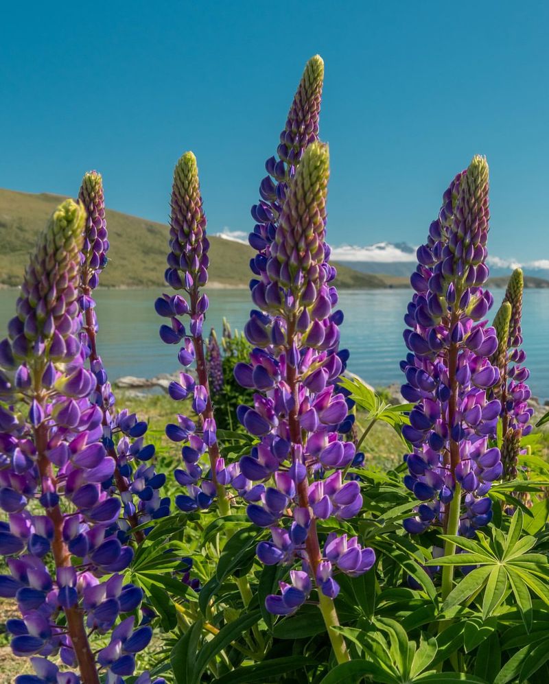 Lupine