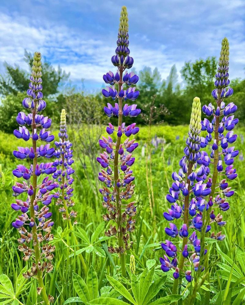 Lupine