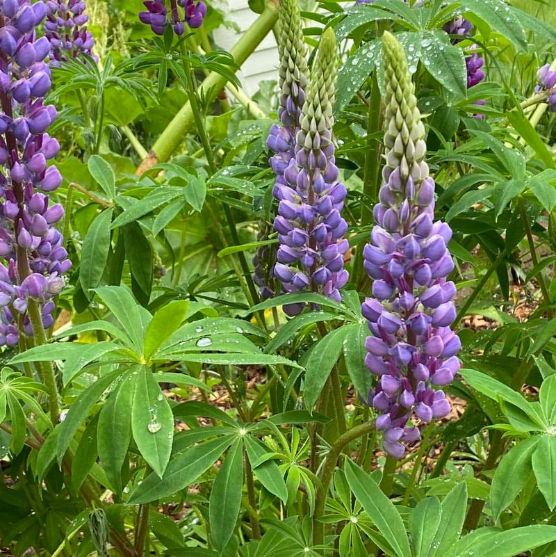 Lupine