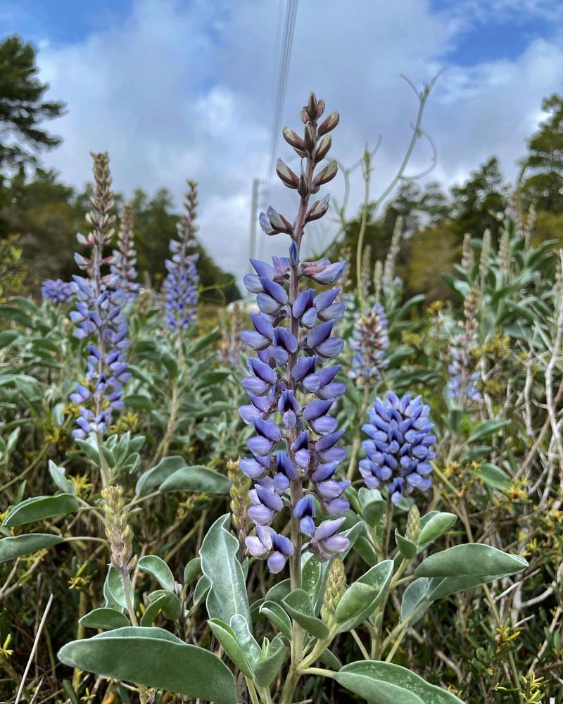 Lupine