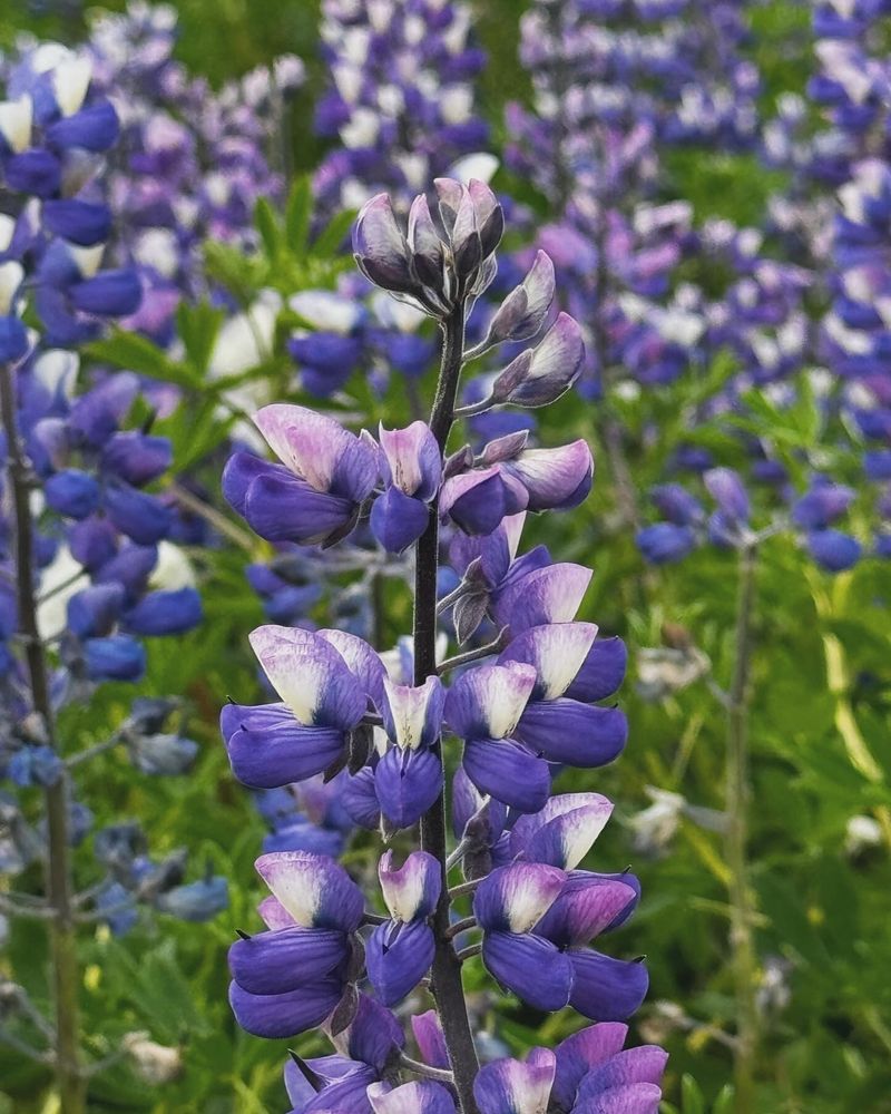 Lupine (Lupinus spp.)