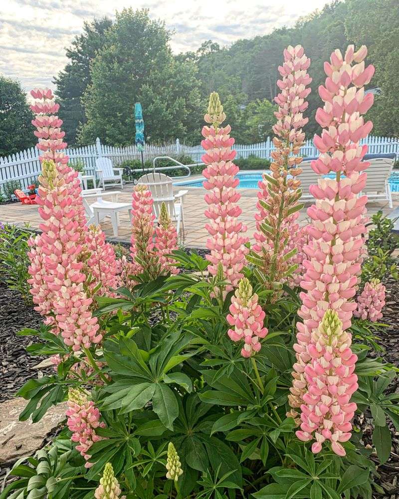 Lupines