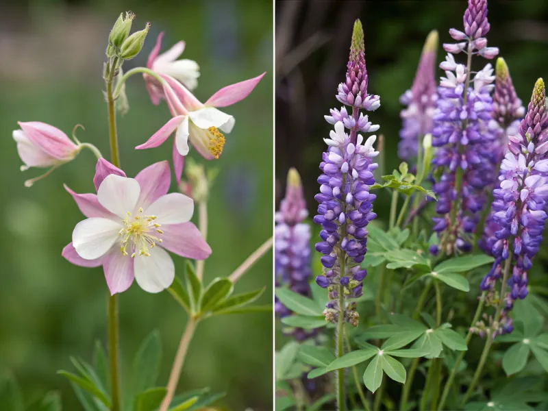 Lupines and Columbines