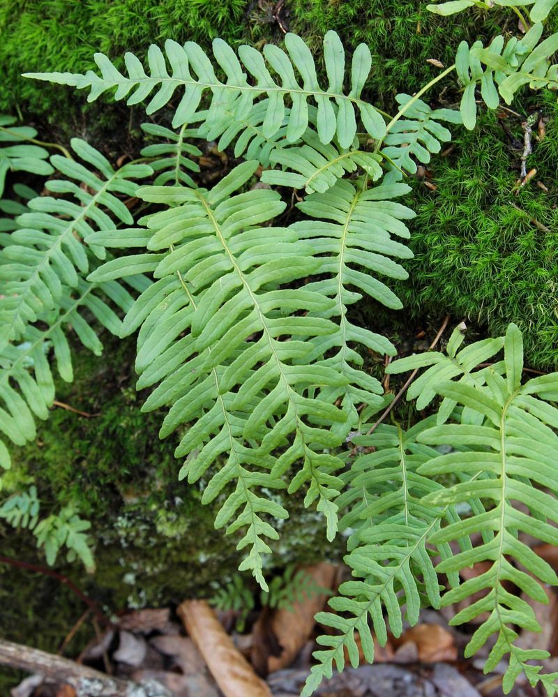 Lush Fern Groves