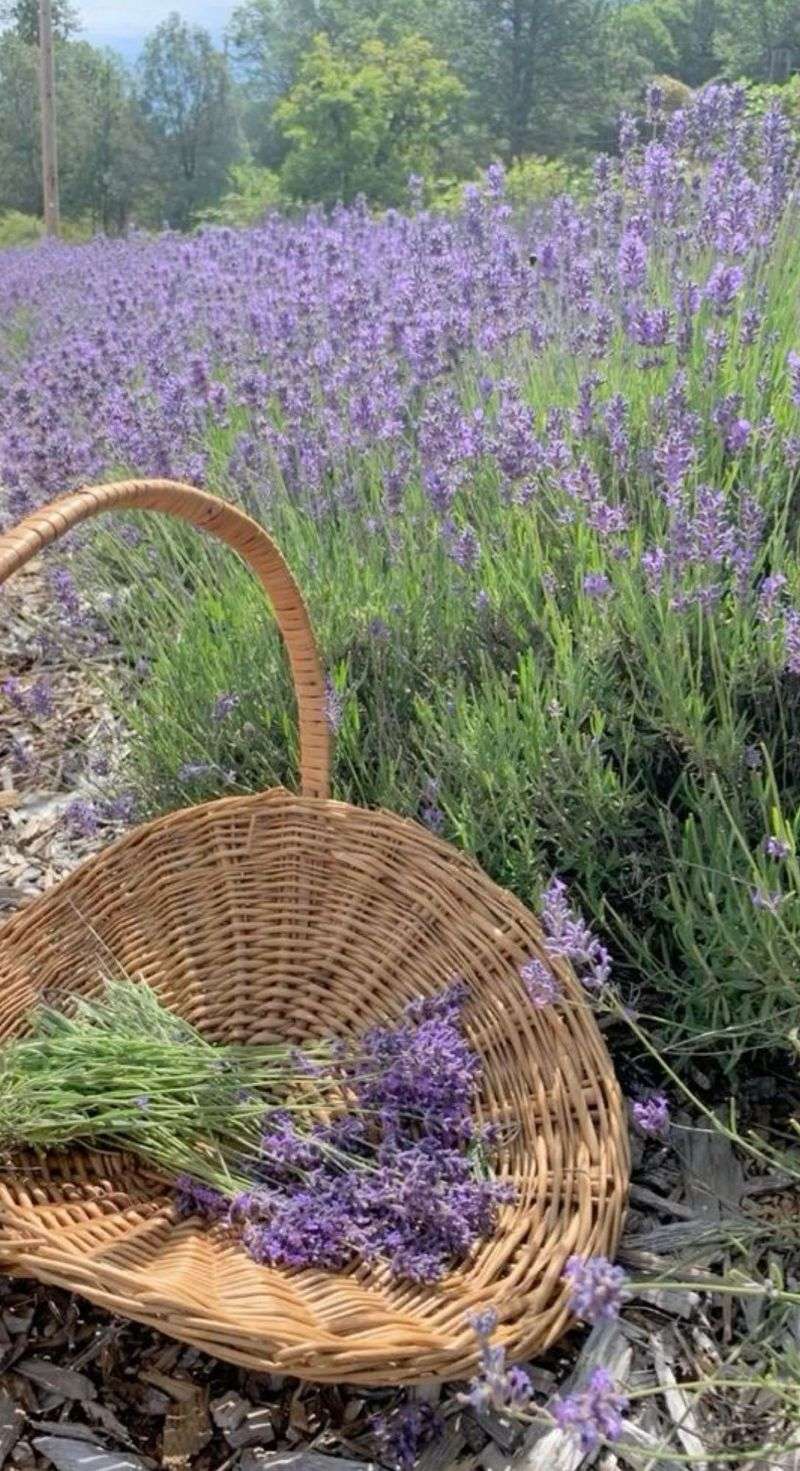 Lush Lavender