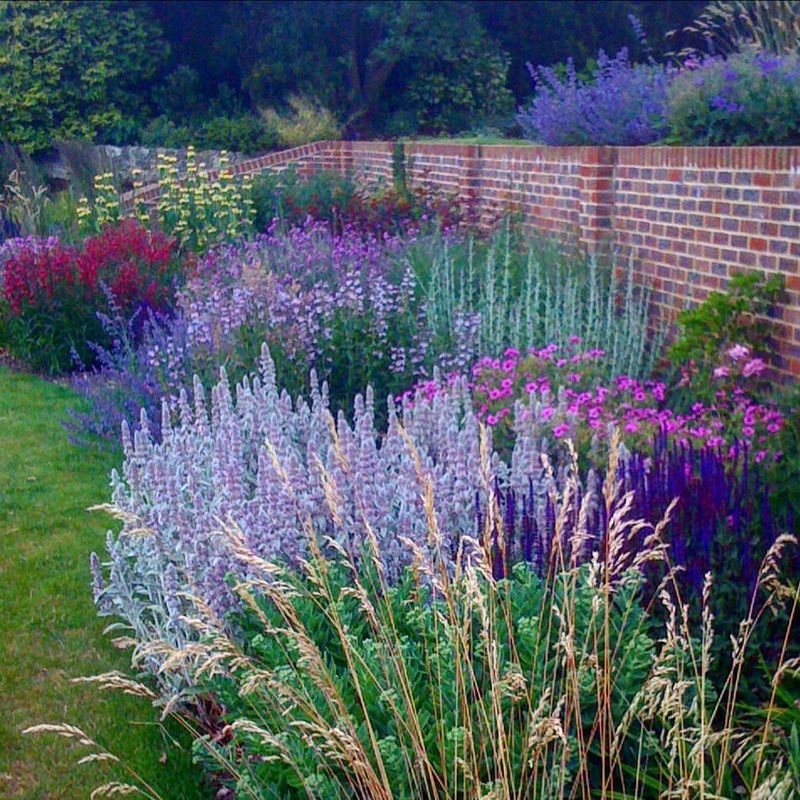 Lush Lavender Borders