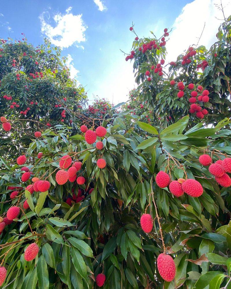 Lychee Tree