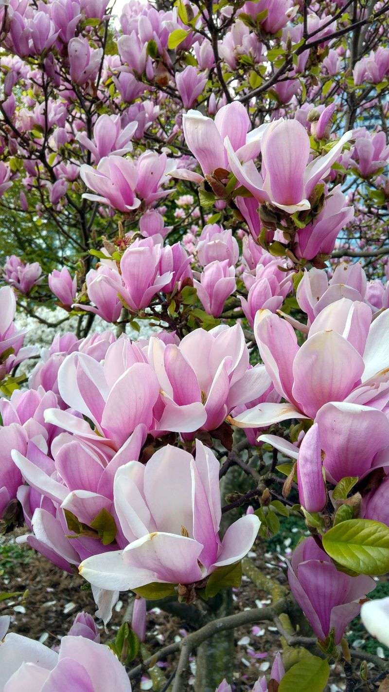 Magnolia