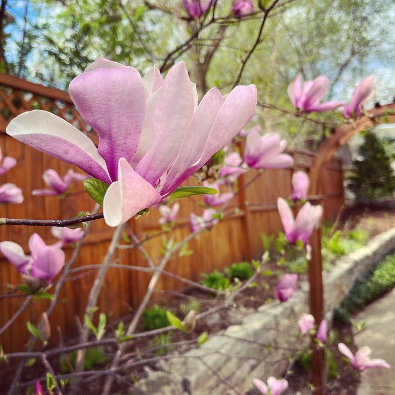 Magnolia 'Betty'