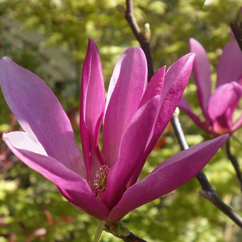 Magnolia 'Susan'