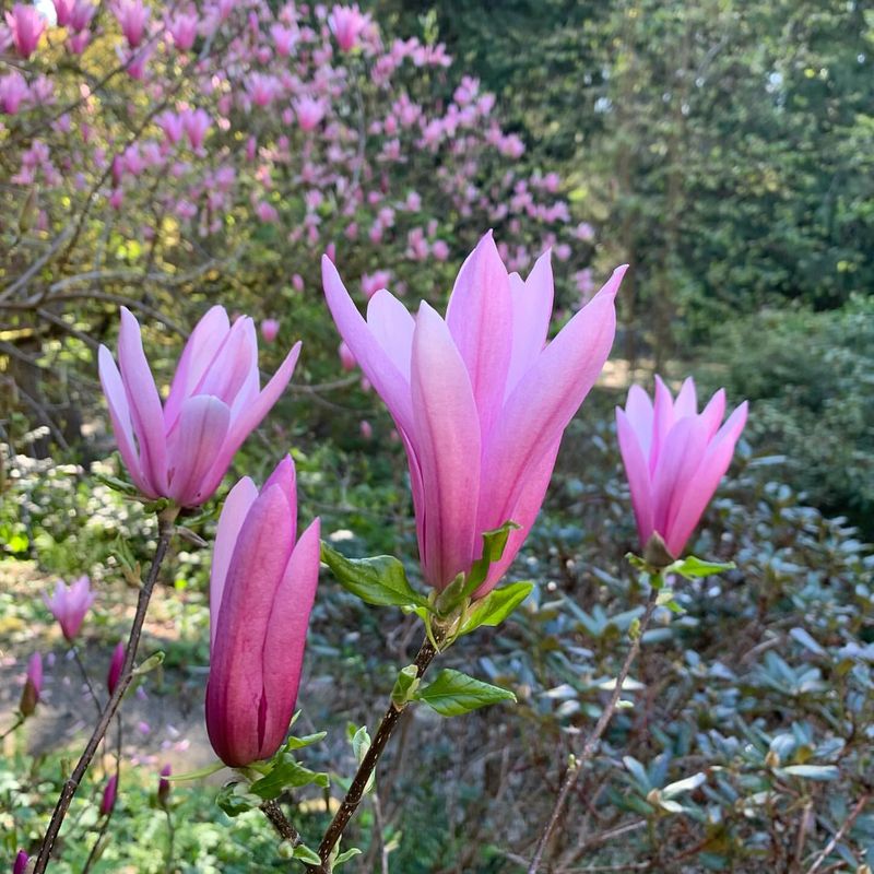 Magnolia 'Randy'