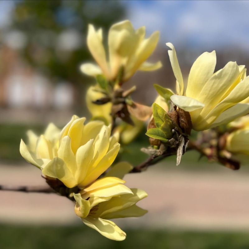 Magnolia 'Butterflies'