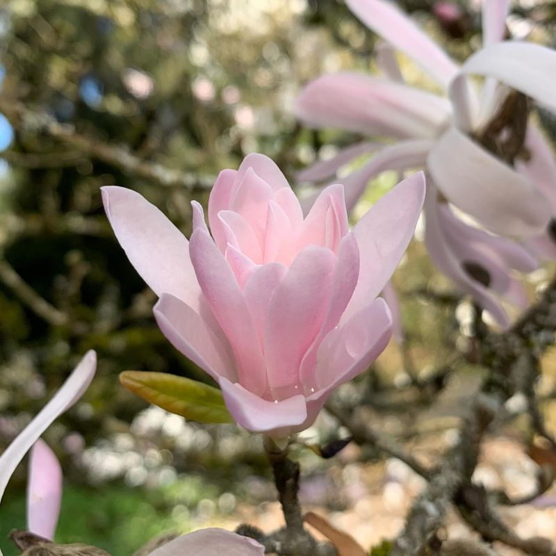 Magnolia 'Jane Platt'