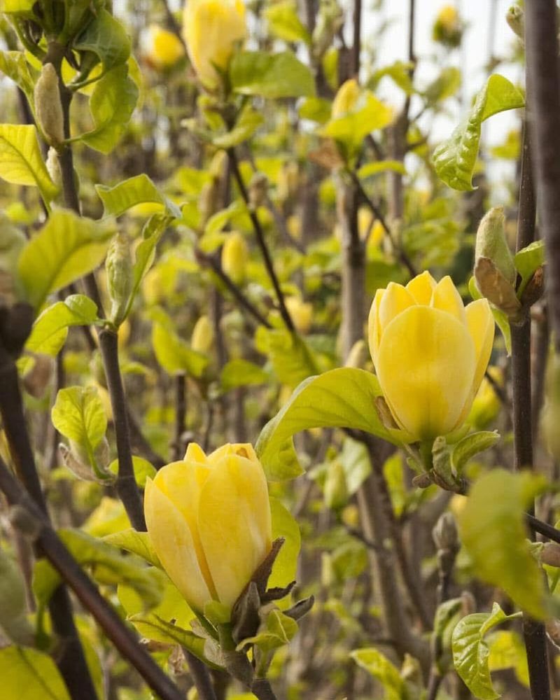 Magnolia 'Yellow Bird'