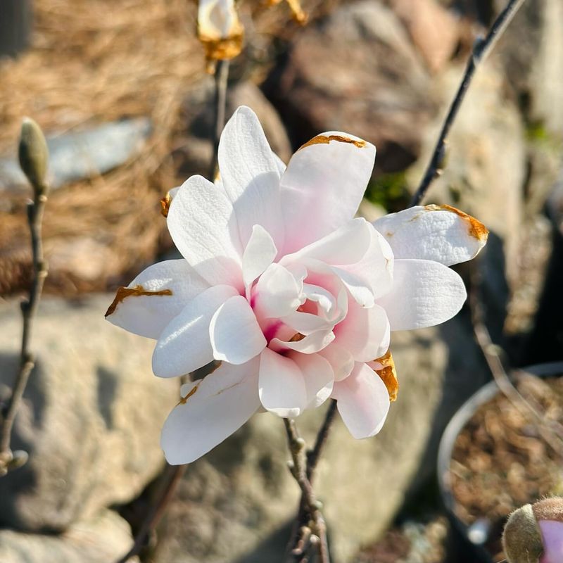 Magnolia 'Royal Star'