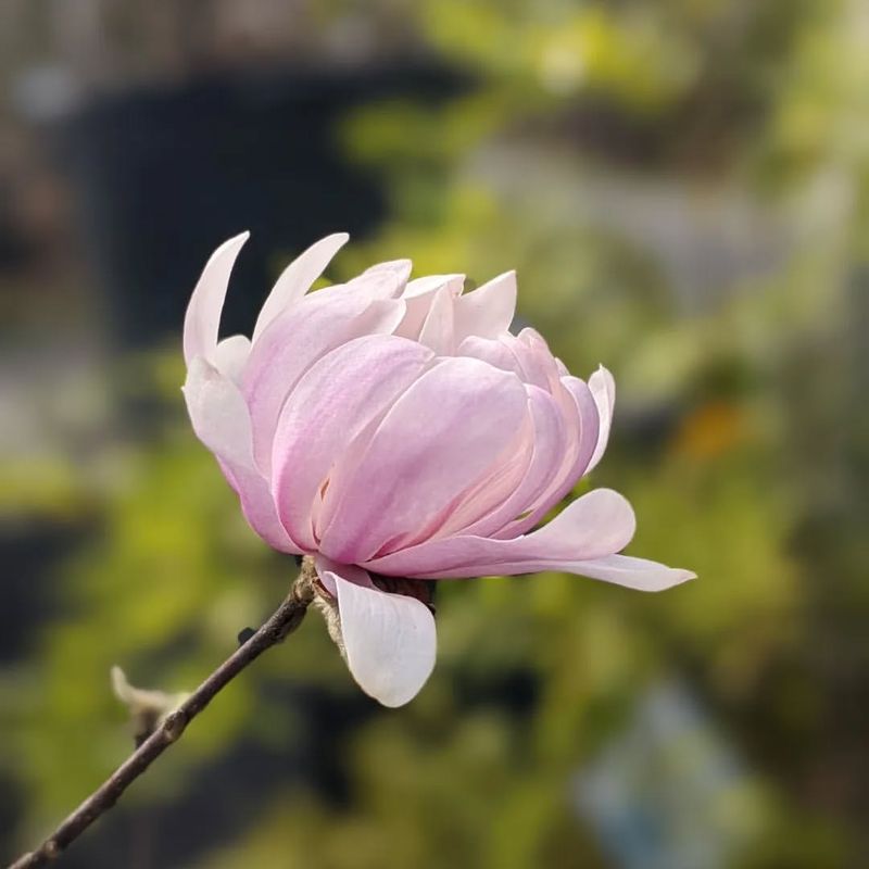 Magnolia 'Centennial Blush'