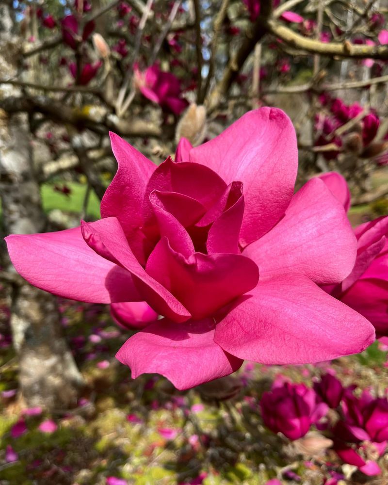 Magnolia 'Vulcan'