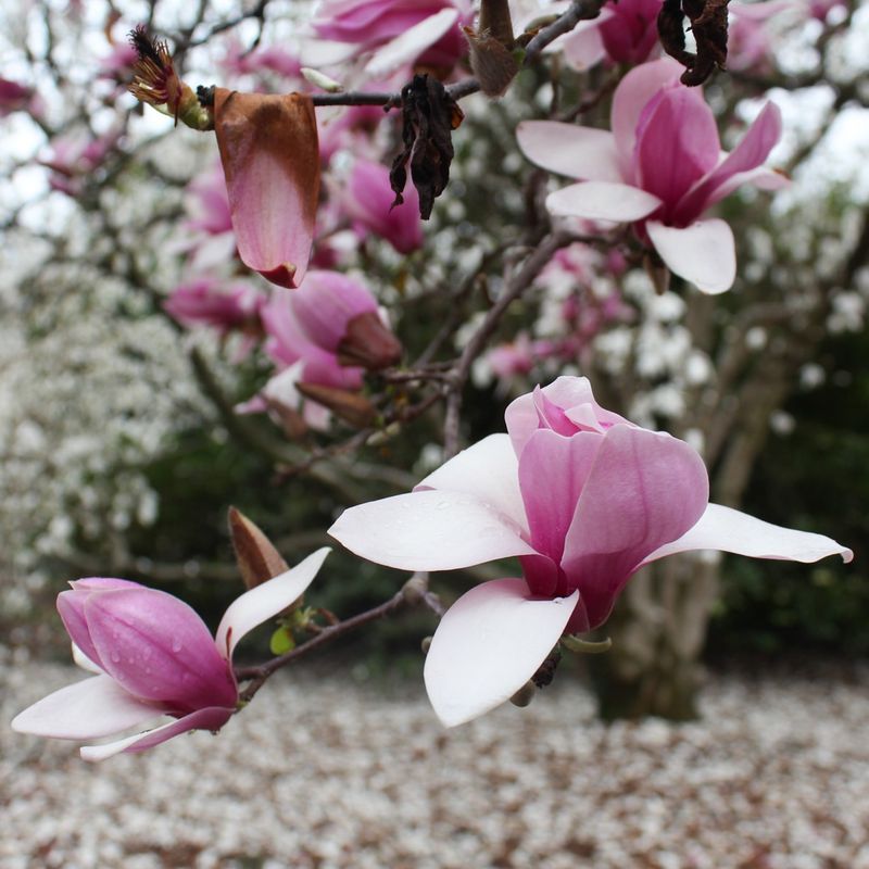 Magnolia