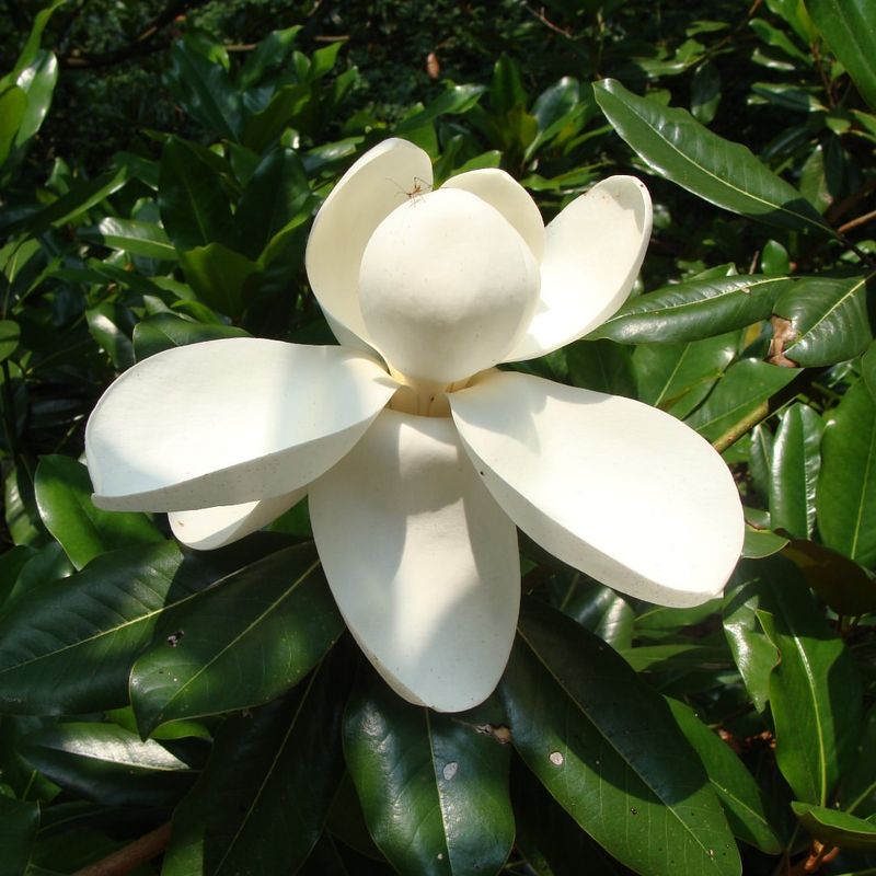 Magnolia