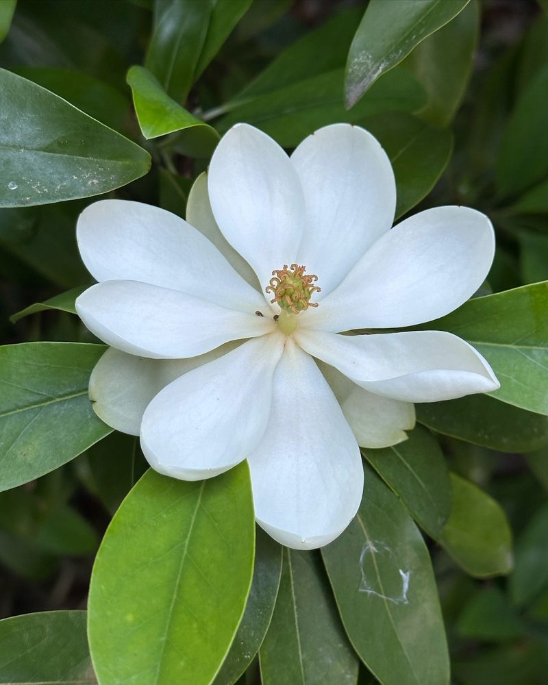 Magnolia