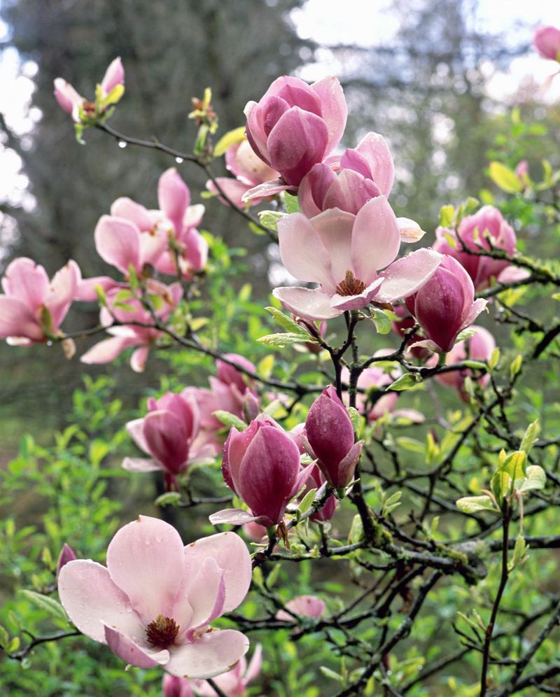 Magnolia