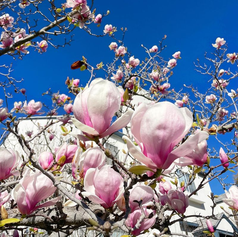 Magnolia