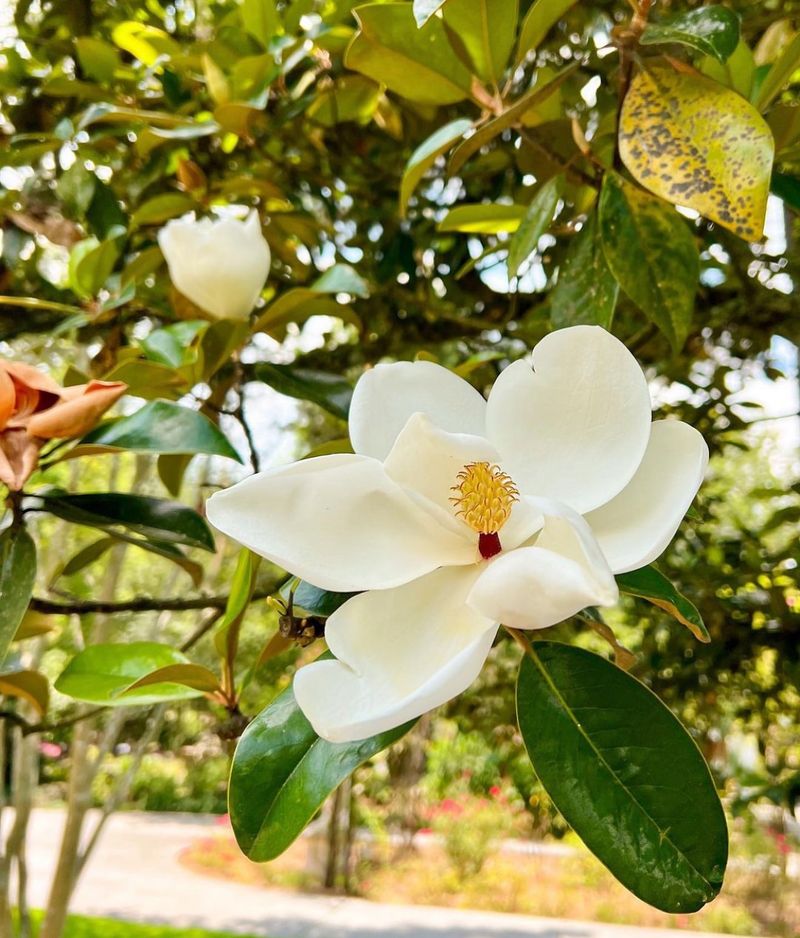 Magnolia - Louisiana