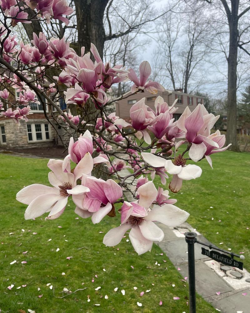 Magnolia Tree