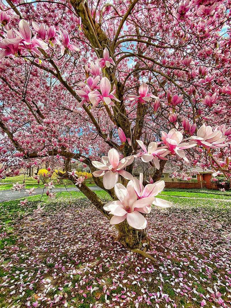 Magnolia Tree